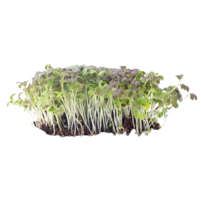 Micro pousse moutarde ruby