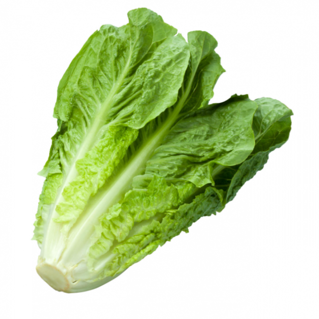 Roman lettuce gr24