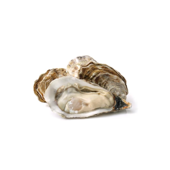 Fresh Oyster