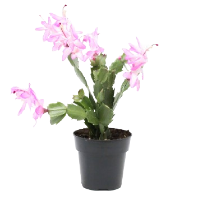 Poinsettia 6 peint″