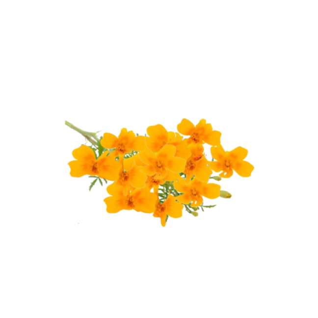Marigold