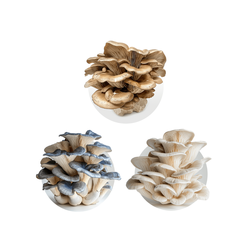 Oyster Mushroom Blend 454 g