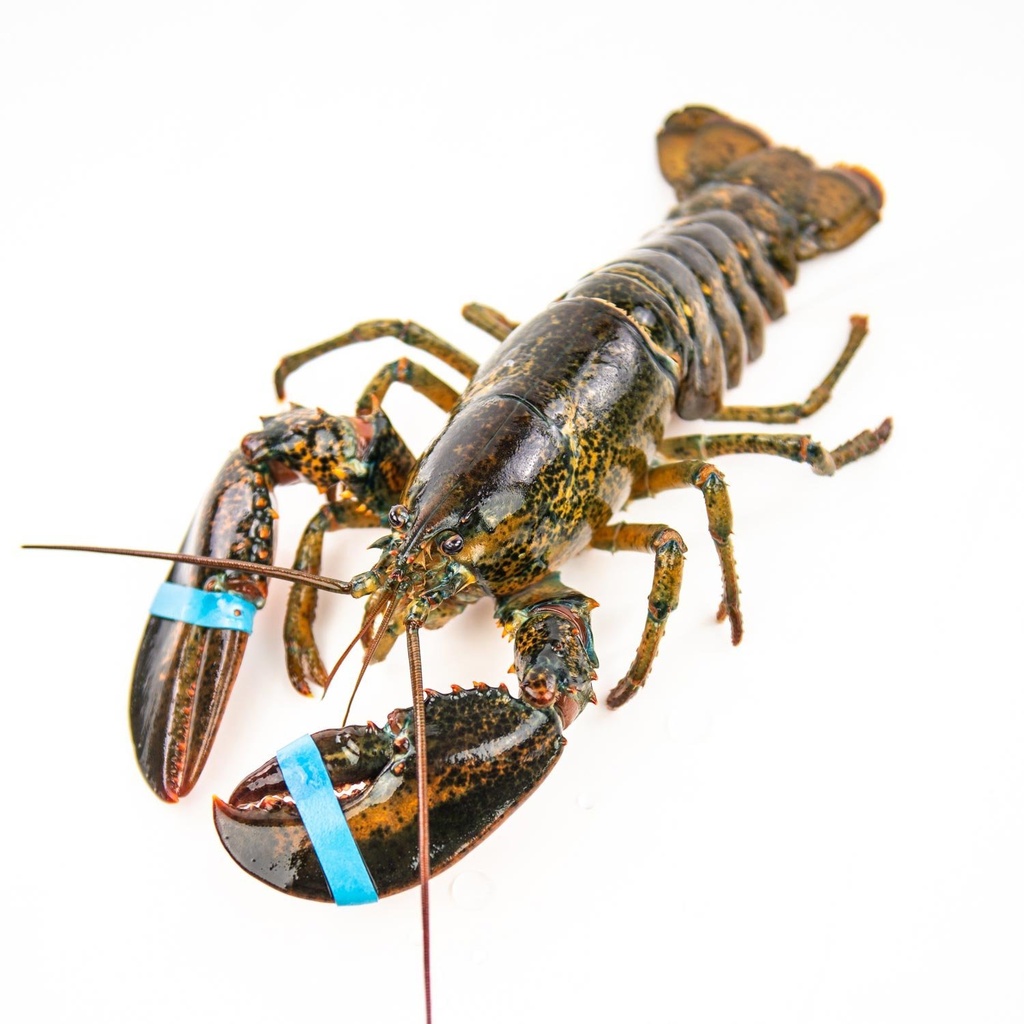 Homard frais 540 g