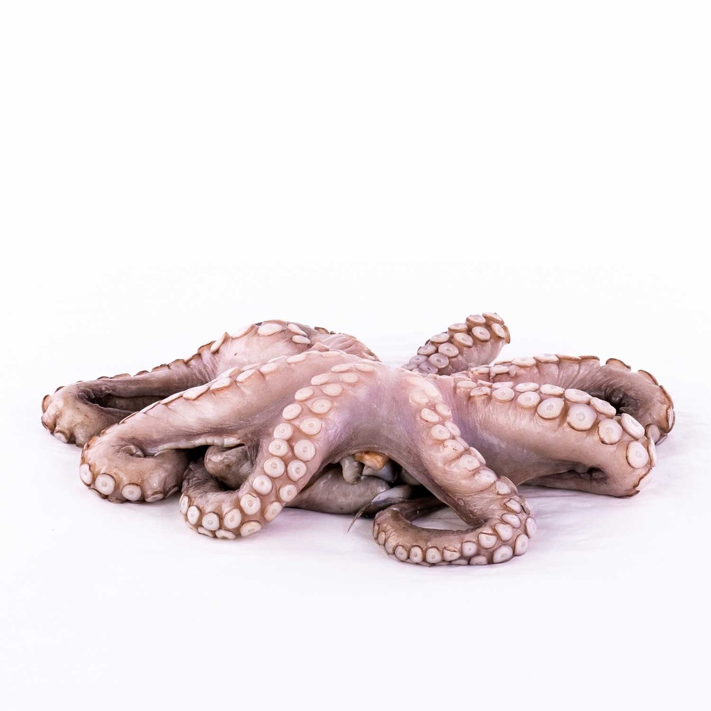 Octopus