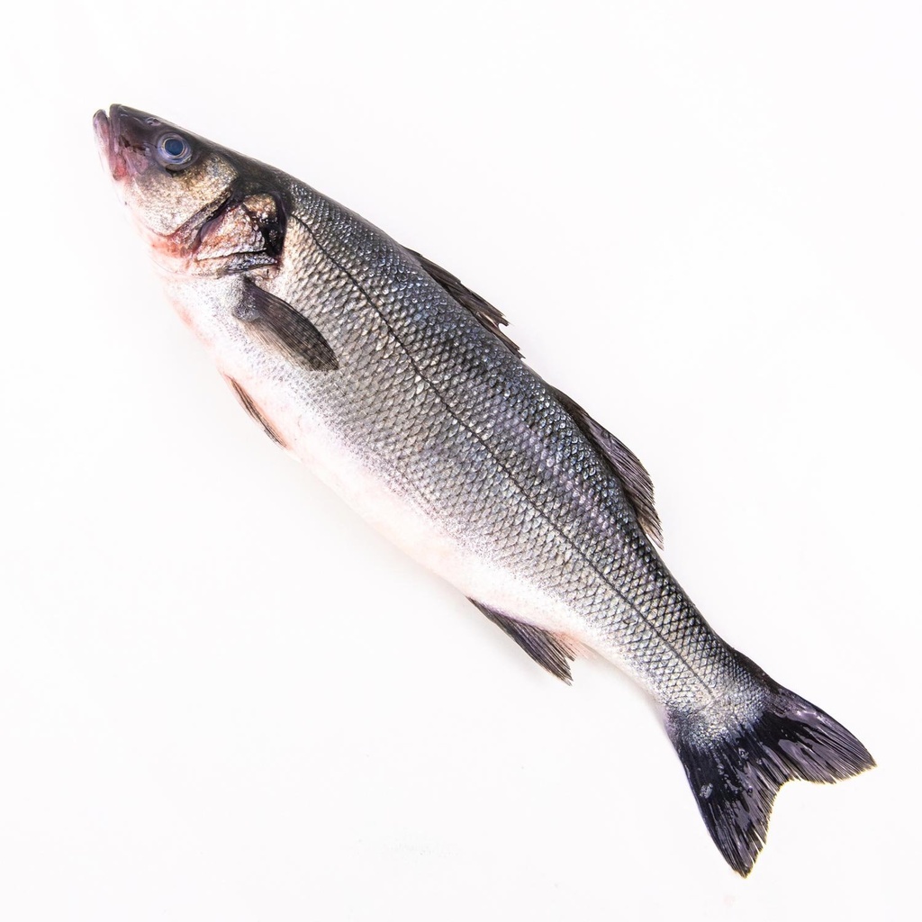 Loup de mer tacheté
