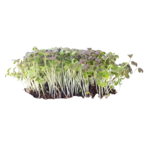 [AUB-1764] Micro pousse moutarde ruby