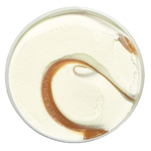 [AUB-8874] Caramel ice cream