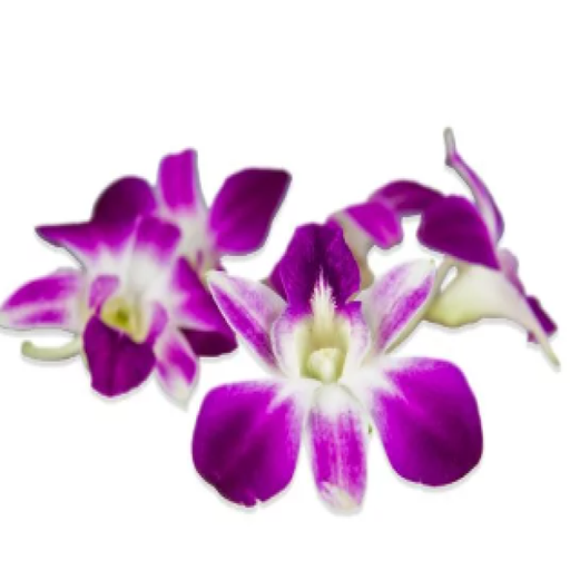 [AUB-15094] Mixed orchidée flower
