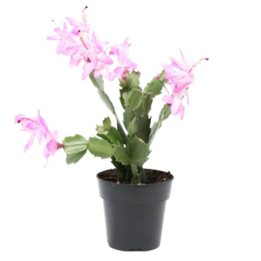 [AUB-15102] 6 Painted poinsettia″