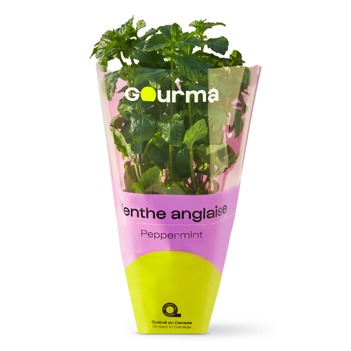 [MAY-12387] English Mint