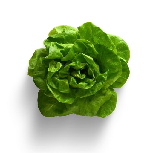 [MAY-80044] Boston Lettuce x2